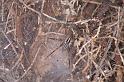 Agelena_canariensis_D3260_Z_88_Valle Gran Rey_Spanje
